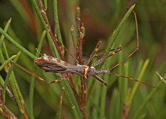 Pnirsus cinctipes