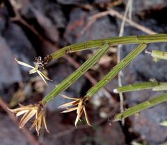 Kleinia longiflora