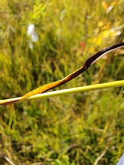 Eriophorum latifolium