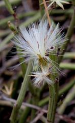 Kleinia longiflora