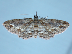 Chloroclystis filata