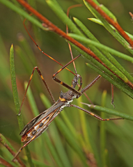 Pnirsus cinctipes
