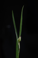 Crotalaria calycina