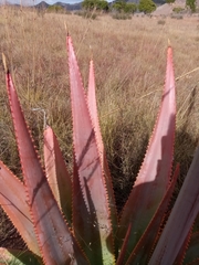 Aloe macroclada image