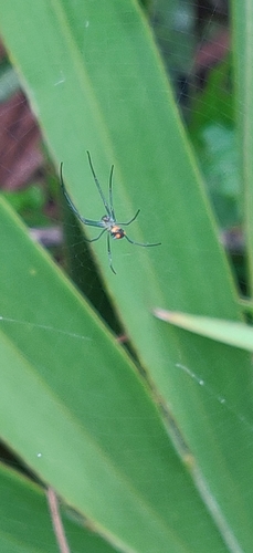 Mabel Orchard Orbweaver