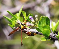 Ehretia rigida rigida