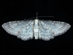 Chloroclystis filata