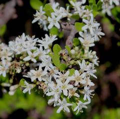 Ehretia rigida rigida