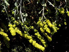 Manochlamys albicans