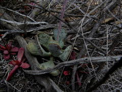 Adromischus triflorus