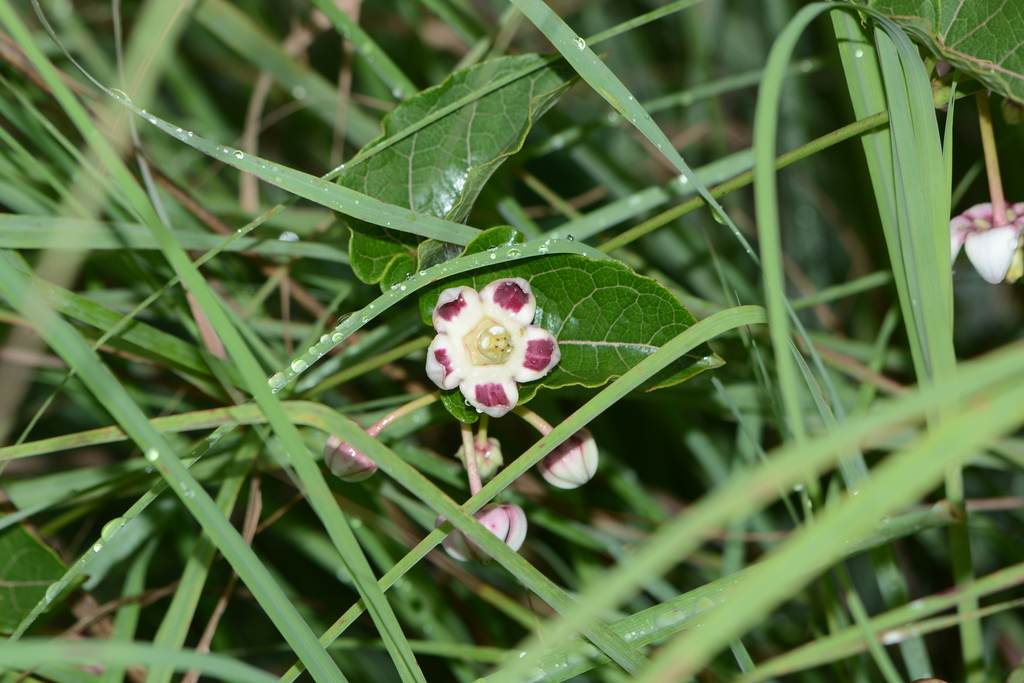Cynanchum annularium; photograph S.MORE, CC0, iNaturalist via GBIF