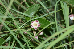 Cynanchum annularium