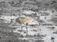 Numenius madagascariensis