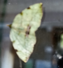 Heterolocha patalata