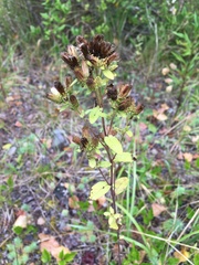 Pentanema helveticum