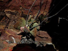 Adromischus triflorus