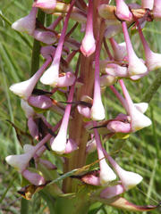 Disa cooperi