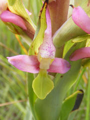 Disa cooperi