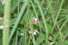 Cynanchum annularium