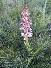 Disa cooperi