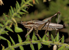 Larifugagraecia spuria