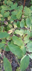 Lonicera caerulea pallasii