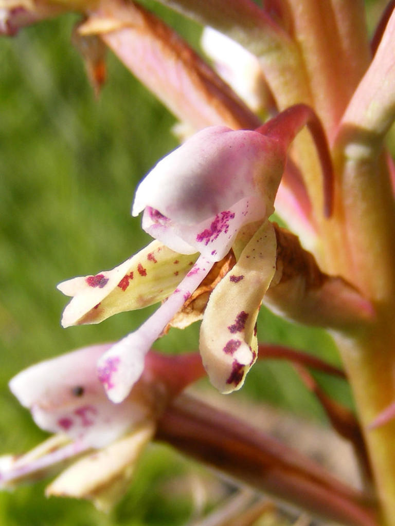 Disa klugei