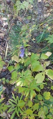 Aconitum volubile
