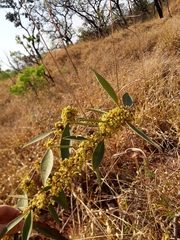 Peritassa campestris