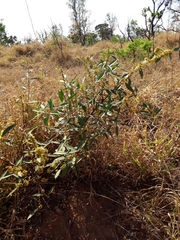 Peritassa campestris
