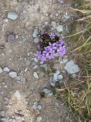 Gentianella germanica