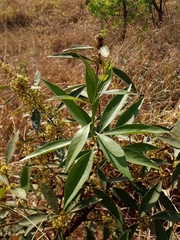 Peritassa campestris