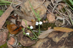 Striga angustifolia