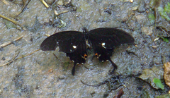 Papilio noblei