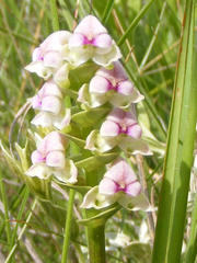 Disperis cardiophora