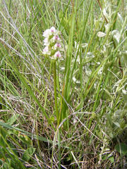 Disperis cardiophora