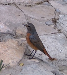 Phoenicurus phoenicurus phoenicurus