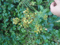 Pentanema squarrosum