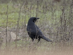 Curaeus curaeus curaeus