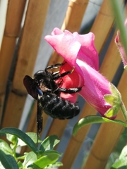 Xylocopa violacea