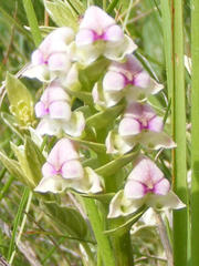 Disperis cardiophora