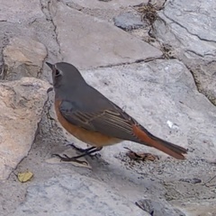 Phoenicurus phoenicurus phoenicurus