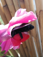Xylocopa violacea