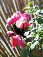 Xylocopa violacea