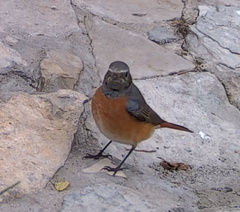 Phoenicurus phoenicurus phoenicurus