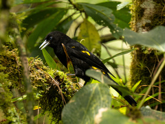 Cacicus chrysonotus
