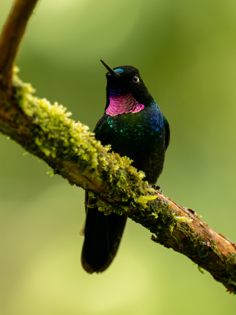 Tourmaline Sunangel