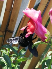 Xylocopa violacea