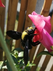 Xylocopa violacea
