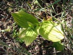 Cypripedium reginae